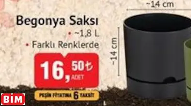 BEGONYA SAKSI BEGONYA SAKSI
